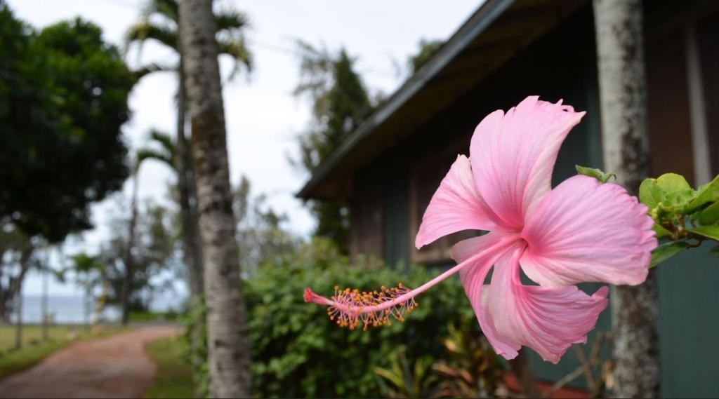 Backpackers Vacation Inn And Plantation Village Pupukea Exterior foto